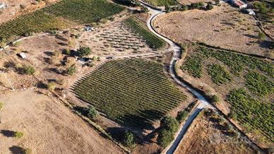 Terreno agricolo edificabile con vigneto