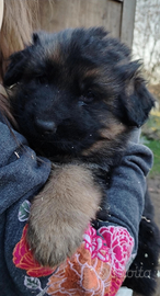 Cucciole pastore tedesco a pelo lungo Pedigree