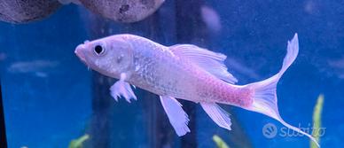 Pesce carpa koi butterfly
