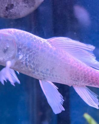 Pesce carpa koi butterfly