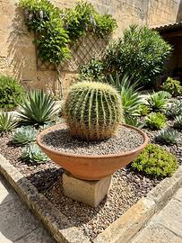 Pianta grassa Echinocactus