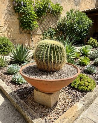Pianta grassa Echinocactus