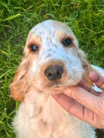 Cocker spaniel inglese