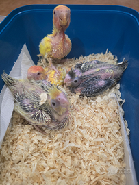 Pulli di calopsite, inseparabili, cocorite