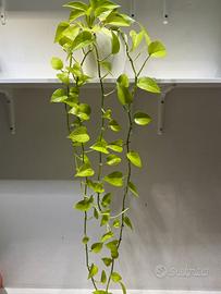 Pianta pothos neon