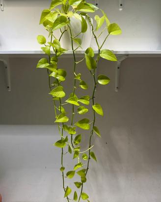 Pianta pothos neon