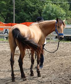 Castrone lusitano buckskin 6 anni