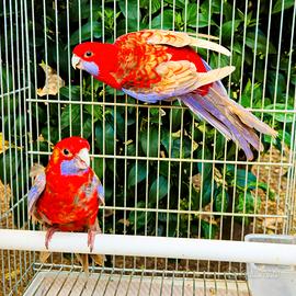Coppia pappagalli rosella pennant