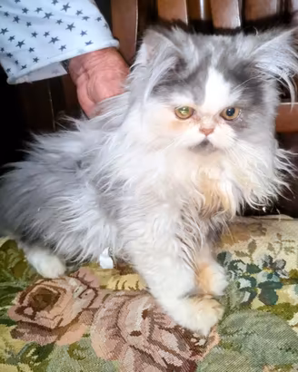 Persiano gattini pura razza  affettuosissimi sani 