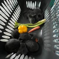 Coniglietti testa di leone