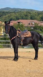 Cavallo