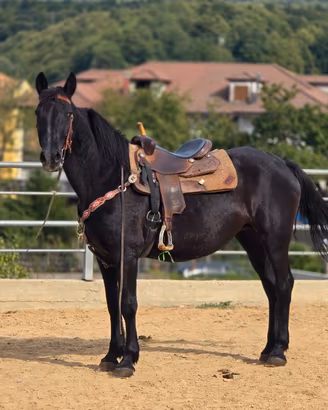 Cavallo