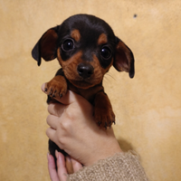 Bassotti Kaninchen 3 Kg - Ultime femminucce