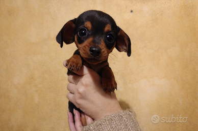 Bassotti Kaninchen 3 Kg - Ultime femminucce