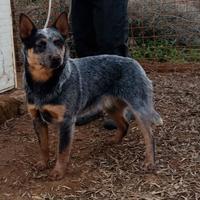 Cuccioli di Australian Cattledog