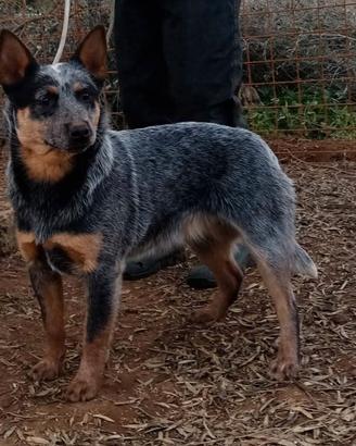 Cuccioli di Australian Cattledog