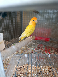 Coppia di inseparabili