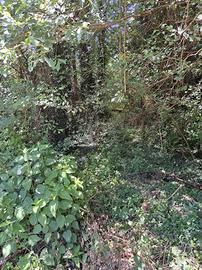 Terreno agricolo incolto in Norcia (PG)