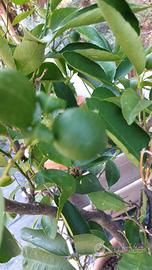 pianta di lime