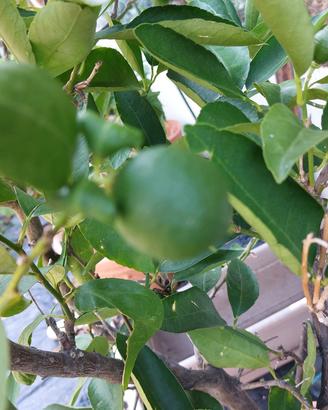 pianta di lime