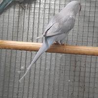 Parrocchetto dal collare