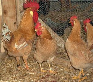 PULCINi DI BIONDA PIEMONTESE E GALLINA DI MOROZZo