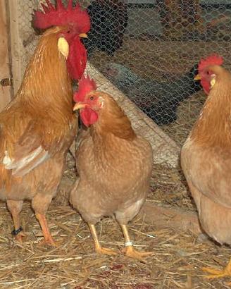 PULCINi DI BIONDA PIEMONTESE E GALLINA DI MOROZZo
