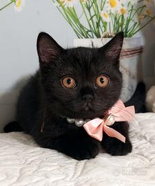 British Shorthair  sorelline 