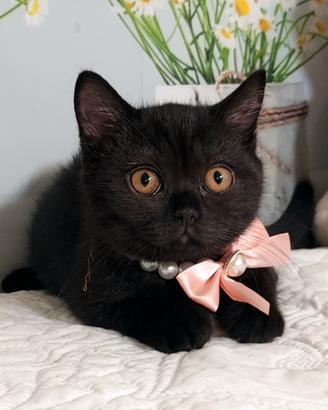 British Shorthair  sorelline 