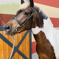 Pony 7 anni salto ostacoli