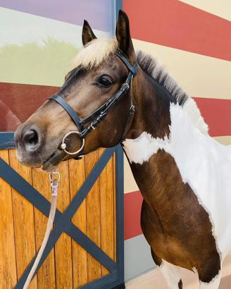 Pony 7 anni salto ostacoli