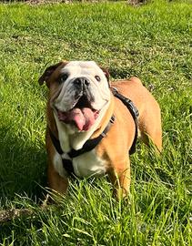 Bulldog inglese per monta