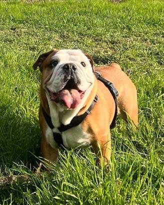 Bulldog inglese per monta