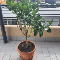 albero Limoni