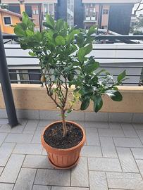 albero Limoni