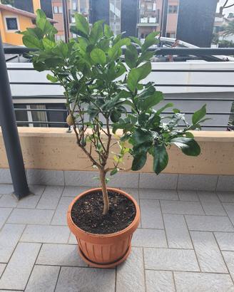 albero Limoni