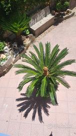 cycas revoluta
