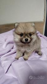 Spitz tedesco volpino nano