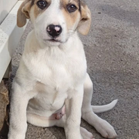 Adotta Liam, Pepe, Eros, Olly