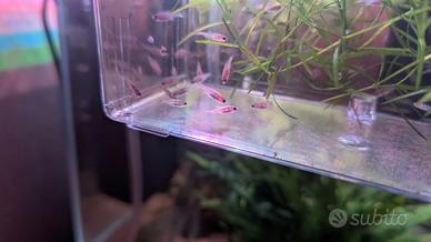 Danio erythromicron (Emerald Dwarf Rasbora)