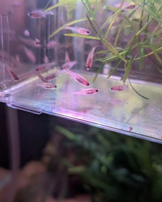 Danio erythromicron (Emerald Dwarf Rasbora)