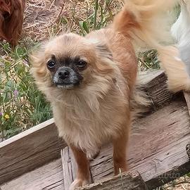 Chihuahua adulta