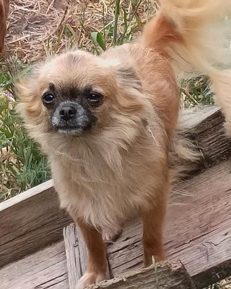 Chihuahua adulta