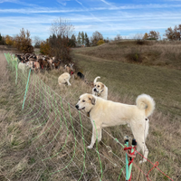 Pastore del Caucaso georgiano