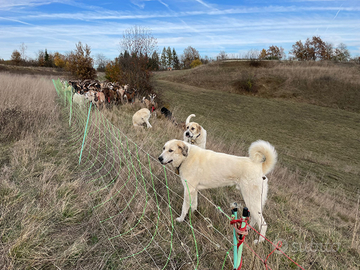 Pastore del Caucaso georgiano