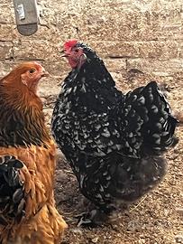 Coppia galline Brahma millefiori