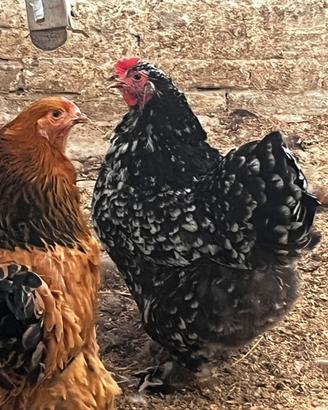 Coppia galline Brahma millefiori