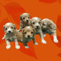 Maltipoo toy