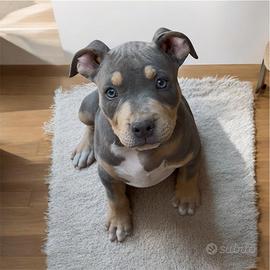 Cuccioli american Pitbull terrier