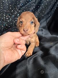 Bassottina arlecchino